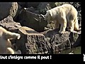 Vidéo-Buzz: en Allemagne,  l’ours Knut s&#039;intègre mal !