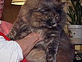 Weird True &amp; Freaky: A 46-Pound Cat