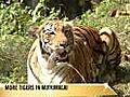 More tigers in Mudumalai
