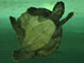 Breeding hope for endangered turtle