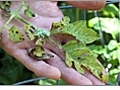 Diagnosing and Treating Tomato Diseases