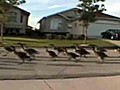 Une bande d’oies envahit un quartier résidentiel