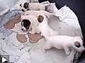 Chiots turbulents