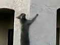 Cat Parkour