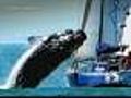 Massive Whale Leaps On Boat