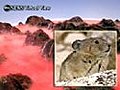 Pikas: Tiny,  Cute and Facing Extinction