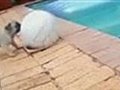 Puppy Falls Into Pool