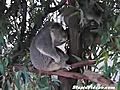 Koala Shred