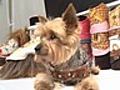 Pet Fashion Week NY