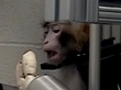 Monkey controls robot using brain