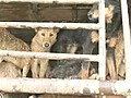 500 Chinese dogs rescued from slaughter