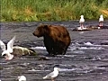 Bear and Nature