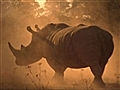 Wild - Return of the Rhino