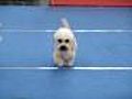 Dandie Dinmont terrier3