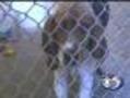 Humane Societies Take In Iowa Pet Refugees