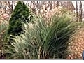 Preparing Ornamental Grasses for Winter