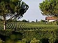 Chateau Malartic-lagraviere - 33850 LÉognan - Location de salle - Gironde