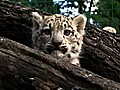 Baby Snow Leopards