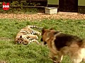 Tiger Makes Friends With Dog