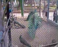 2009.04.04-新竹市動物園06