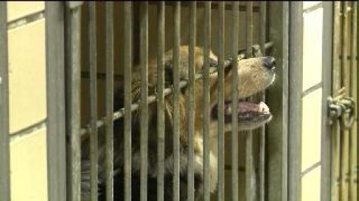 Thieves take animal shelter’s air conditioning units