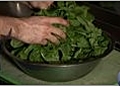 Greek Recipes - How to Prepare Spinach for a Spanakopita Pie