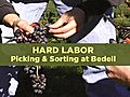 Hard Labor 6: Picking and Sorting