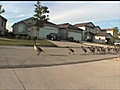 Geese jogging down the road