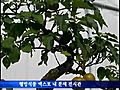 천안웰빙식품엑스포 100배 즐기기 - 분재 전시관