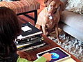 The Daily Treat: Top iPad Apps for Pets
