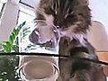 The Noisy Drinking Cat !