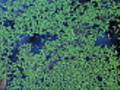 Duckweed pond