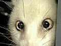 Cross-Eyed Opossum,  Subway Rat Hits Online