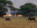 Burning Rhino Backdrop