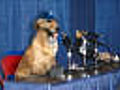 Kentucky Violated NCAA Rules While Recruiting Basketball-Playing Dog