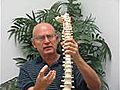 St. Petersburg,  FL Relieve Herniated Disc Pain - Dr. Tom Ellis