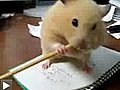 Hamster jovial déterminé à manger un crayon