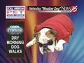 Helmsley the weather dog: Outdoor walking forecast