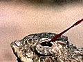 National Geographic Animals - Blood Squirting Lizard