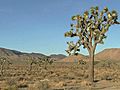 A Day in Joshua Tree National Park