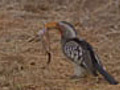 Hornbill Shreds Mouse