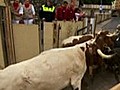 Running of the bulls in Spain