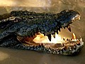 Australian Study Finds Crocodiles Surf the Seas