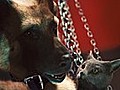 &#039;Cats & Dogs: The Revenge of Kitty Galore&#039; Clip: 