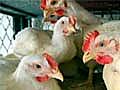 How does Bird Flu spread?