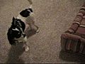 Wrestling Match (Dog vs. Cat)