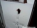 Tiny Dog Saves Toy From Snow