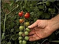 How to Pick Cherry Tomatoes