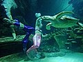 Meerjungfrauen im Londoner Aquarium