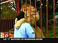 Lion kisses rescuer